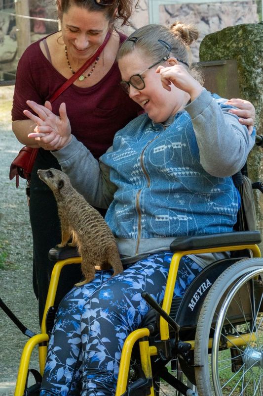 Ein Erdmännchen sitzt auf dem Schoß einer Frau im Rollstuhl, sie freut sich.